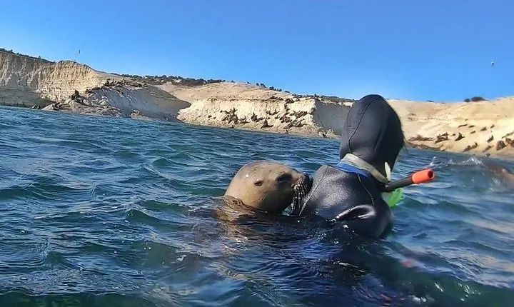 Snorkeling with Sea Lions by Madryn Buceo