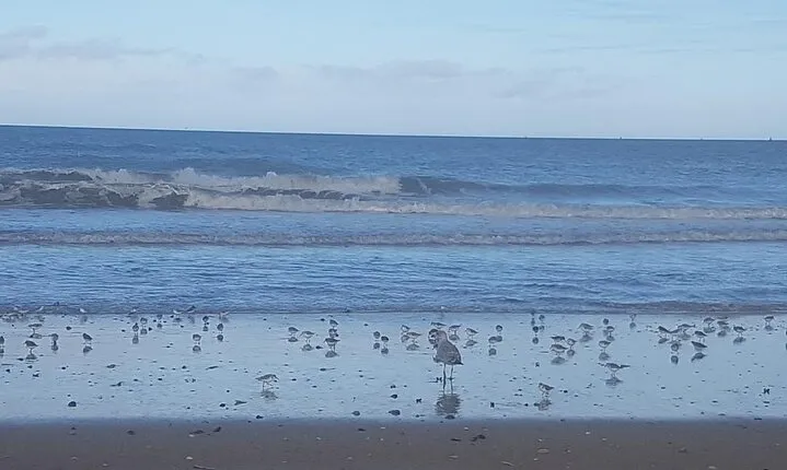 Guided Tour in an Old Convertible Car on the Côte de Nacre