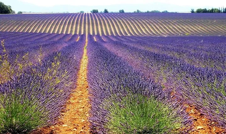 Provence Lavender Fields Tour from Aix-en-Provence