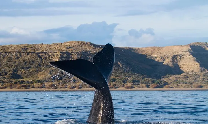 Peninsula Valdes Tour with Optional Whale Watching