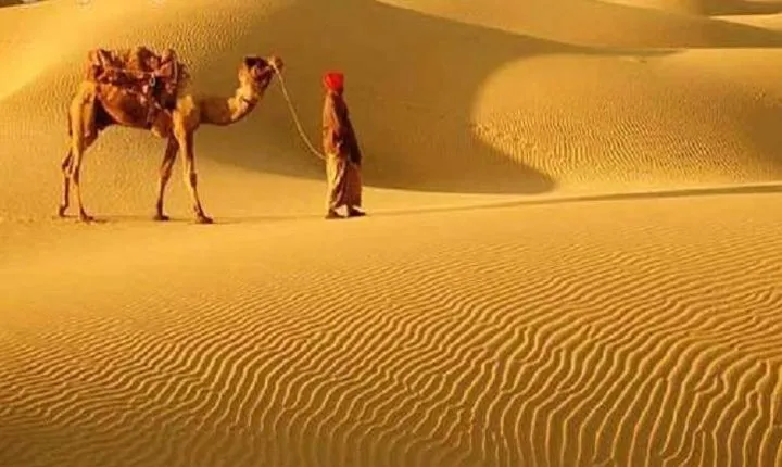 A Camel Safari Through The Thar Desert Sand Dunes Near Bikaner