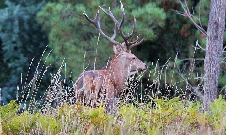Discovering Nature in Serra da Lousã