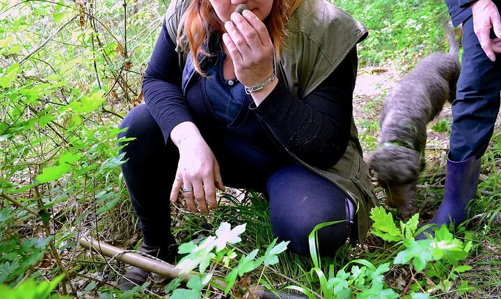 Truffle Hunting Experience with Lunch in San Miniato