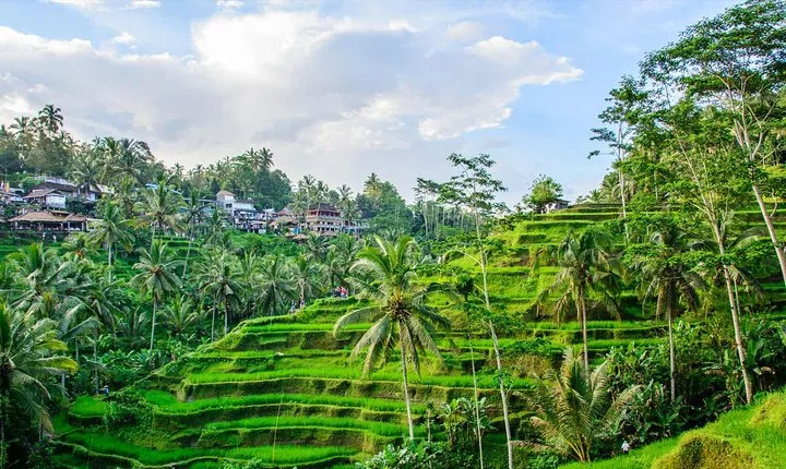 All-Inclusive Ubud Private Tour