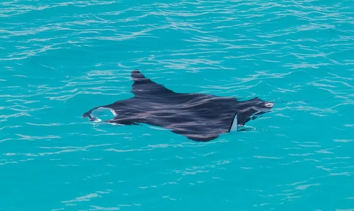 Snubfin Dolphin Eco Cruise from Broome