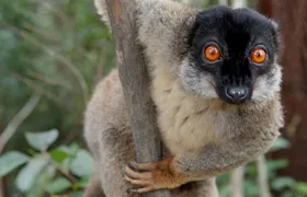 Lemur Day Tour at Andasibe Rainforest and Vakona Lodge Reserve