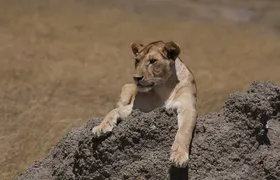 4-Day Tour to Tanzania's National Parks