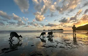 Beach Sunrise with the Wallabies