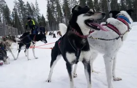 Levi: Self-Drive Guided Husky Tour