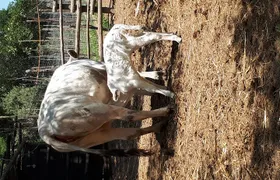 Farm tour with cheese & pizza experience, wine & Limoncello test