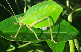Monteverde Private Night Tour