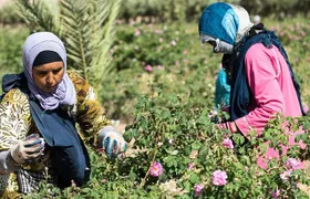 Private Excursion from Ouarzazate to Gorges Dades, Valley of Roses and Skoura