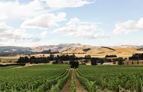 Waipara Wine Trail Afternoon Tour from Christchurch
