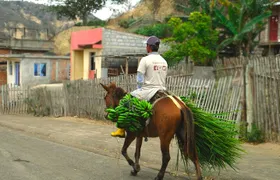 The rain forest, surroundings & lunch.