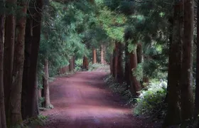 Half Day Terceira Island Tour by 4x4