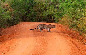Yala Safari Day Trip from Bentota/ Kalutara/ Ahungalla/ Hikkaduwa
