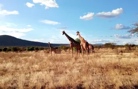 3 days Maasai Mara safari from Nairobi