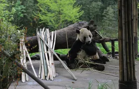 Dujingyan Panda Sanctuary option Panda Handicrafts Experience