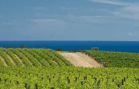 McLaren Vale Winery Small Group Tour with Wine Tasting and Lunch