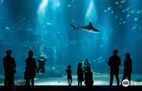 Nausicaá - Centre national de la Mer Ticket (Adult)