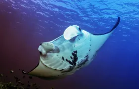 Snorkeling Adventure with East Nusa Penida Tour All Inclusive