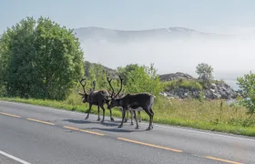 Arctic Roadtrip: fjords with scenic picnic | Sightseeing