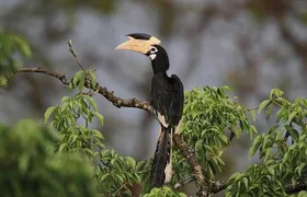 Wilpattu National Park Jeep Safari from Negombo / Waikkal (All Inclusive)