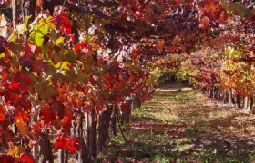 Santiago, Chile: Maipo Valley Wine Tour with Visits to 4 Vineyards