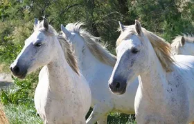 4x4 Camargue Safari 4h - Departure from Arles