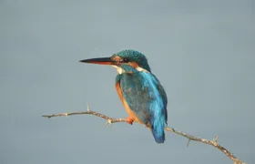 Bundala National Park Birds Watching Safari Tour