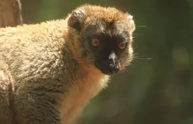 Madagascar Wildlife Tour for 02 days