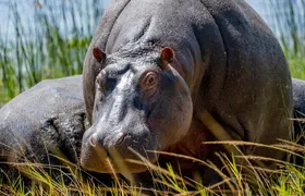 1 Day Safari to Akagera national park