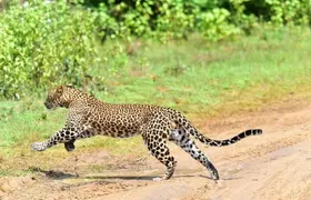 Yala National Park Safari from Ella