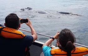 The Best of Peninsula Valdés in one day