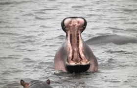 4-Day Safari from Arusha: Tarangire, Serengeti and Ngorongoro