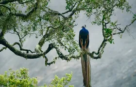 Yala National Park by Ajith Safari