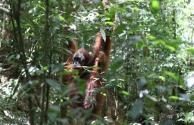 Bukit Lawang Full Day Jungle Trek