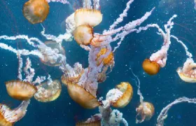 Nausicaá - Centre national de la Mer Ticket Senior