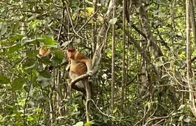 Borneo (Klias) River Cruise & Fireflies Tour