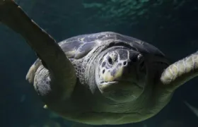 SEA LIFE Speyer: Entry Ticket Child