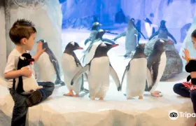 SEA LIFE Val d'Europe Admission Ticket Adult