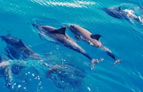 Oahu West Coast Dolphin Swim Half-Day Tour (English Group)