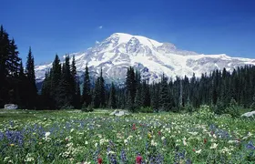 Mt. Rainier Day Tour from Seattle