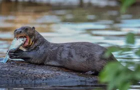  Lake Sandoval National reserve ,hiking and wildlife search