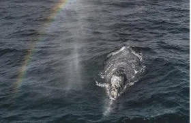 Half-Day Whale Watching Tour From Monterey