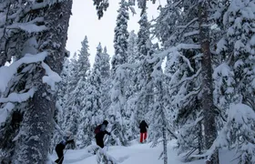 Classic snowshoeing tour in Levi