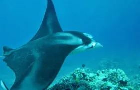 West Maui Afternoon Snorkel from Ka'anapali Beach