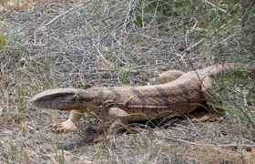 Desert Yurt Camp tour - 2 days (shared)