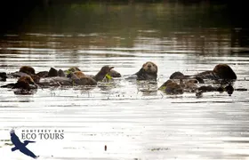 Elkhorn Slough Wildlife Tour