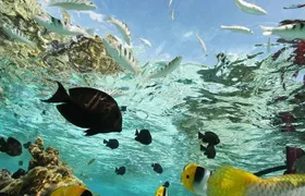 Bali Blue Lagoon Snorkeling- Tegenung Waterfall- Lunch- Transfers